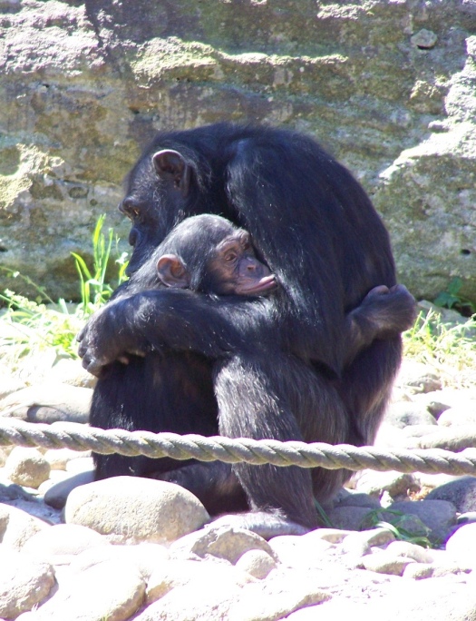 chimpanzees hugging